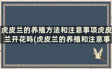 虎皮兰的养殖方法和注意事项虎皮兰开花吗(虎皮兰的养殖和注意事项)