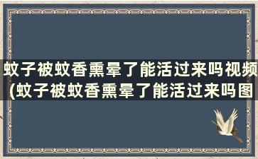 蚊子被蚊香熏晕了能活过来吗视频(蚊子被蚊香熏晕了能活过来吗图片)