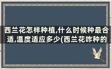 西兰花怎样种植,什么时候种最合适,温度适应多少(西兰花咋种的)