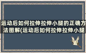 运动后如何拉伸拉伸小腿的正确方法图解(运动后如何拉伸拉伸小腿的正确方法图解)