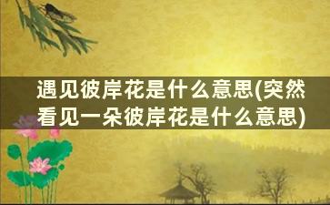 遇见彼岸花是什么意思(突然看见一朵彼岸花是什么意思)