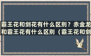 霸王花和剑花有什么区别？赤金龙和霸王花有什么区别（霸王花和剑花的功效与作用）