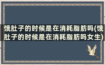 饿肚子的时候是在消耗脂肪吗(饿肚子的时候是在消耗脂肪吗女生)