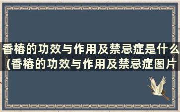 香椿的功效与作用及禁忌症是什么(香椿的功效与作用及禁忌症图片)