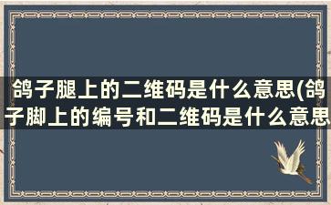 鸽子腿上的二维码是什么意思(鸽子脚上的编号和二维码是什么意思)