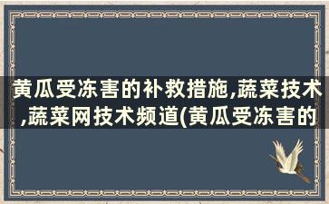 黄瓜受冻害的补救措施,蔬菜技术,蔬菜网技术频道(黄瓜受冻害的温度是多少)